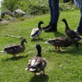 Schottland-0200