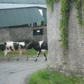 irland_0257